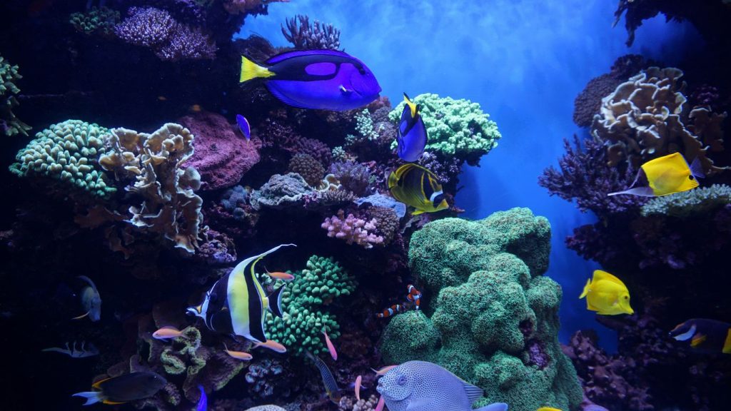 Custom Acrylic Tanks vs. Glass Aquariums: Which Material is Best for Commercial Displays?