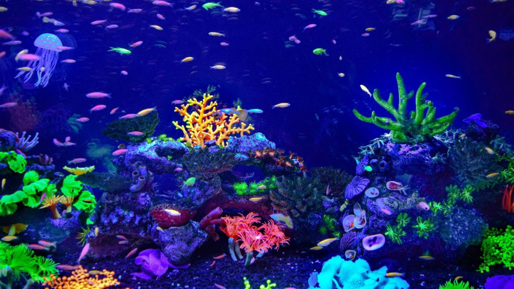Custom Acrylic Tanks vs. Glass Aquariums: Which Material is Best for Commercial Displays?